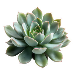 Fototapeta premium Succulent png indoor succulent png modern succulent png decorative succulent png low maintenance succulent png stylish succulent png transparent background image