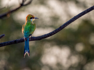 Swallowtail Bee-eater (Merops hirundineus) sitting on a branch in the Okovango Delta.