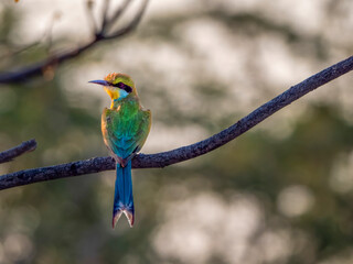 Swallowtail Bee-eater (Merops hirundineus) sitting on a branch in the Okovango Delta.
