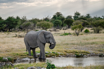 Fototapeta premium Majestic Bull Elephant in the Savannah Light – Animal of Africa