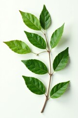Fototapeta premium Isolated pressed and dried green branch perfect for aesthetic scrapbooking projects, branch, foliage
