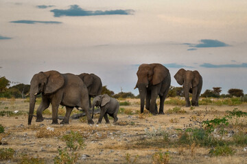Fototapeta premium Majestic Bull Elephant in the Savannah Light – Animal of Africa