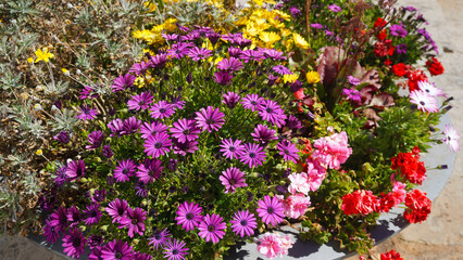 Fototapeta premium Beautiful Osteospermum ecklonis and Geranium flowers in a stone flower pot in the street of Vilaflor,Tenerife,Canary Islands.Selective focus.