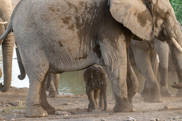 Obraz premium Majestic Bull Elephant in the Savannah Light – Animal of Africa