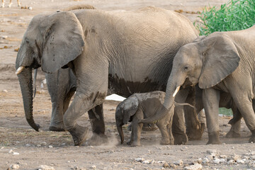 Fototapeta premium Majestic Bull Elephant in the Savannah Light – Animal of Africa