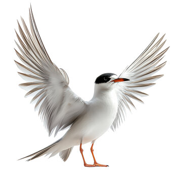 Tern png coastal tern png graceful tern png migratory tern png elegant tern png natural tern png vibrant tern png transparent background image