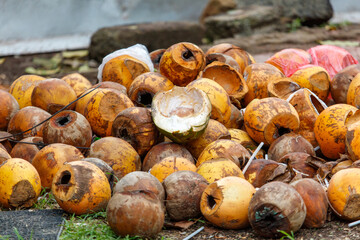 A pile of rotten coconuts with one of them open