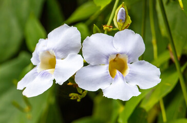 Obraz premium Two white flowers with yellow centers