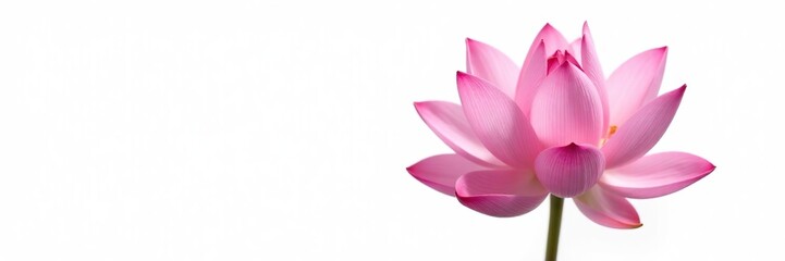 Fototapeta premium Pink lotus flower isolated on white background, digitally created using generative AI, delicate, beauty