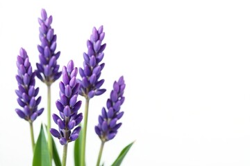 Obraz premium Lavender flowers isolated on white background, beauty, soothing