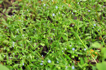  Memoremea scorpioides, omphalodes scorpioides grows in the wild in the forest