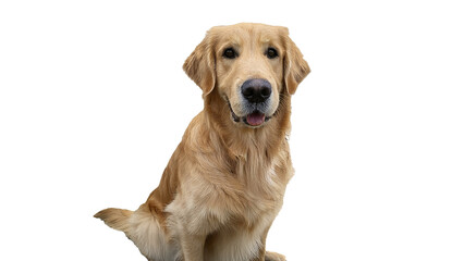 Golden Retriever Sitting on White Background