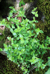  Memoremea scorpioides, omphalodes scorpioides grows in the wild in the forest