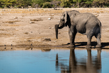 Obraz premium Majestic Bull Elephant in the Savannah Light – Animal of Africa