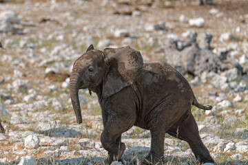 Fototapeta premium Majestic Bull Elephant in the Savannah Light – Animal of Africa