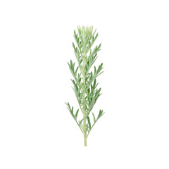 Fototapeta premium Silvermound artemisia plant growing on white background