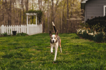 Hound Dog Running with Ears Flopping