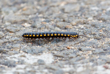 A black and yellow striped bug is walking on a sidewalk
