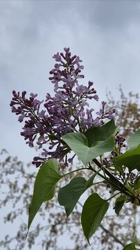 Lilac on a cloudy day