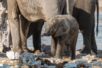 wild african elephant . safari botswana