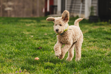 Moyen Poodle Puppy Running in a Field with a Ball