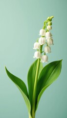 Lily of the Valley bouquet with delicate white flowers on a clear background, floral,  romance