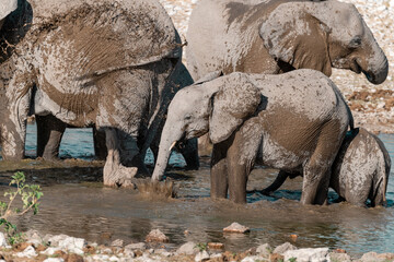 wild african elephant . safari botswana