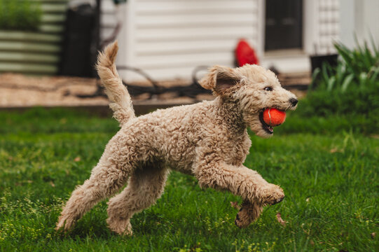 Moyen Poodle Puppy Running in a Field with a Ball