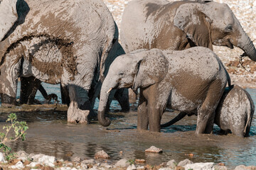 wild african elephant . safari botswana