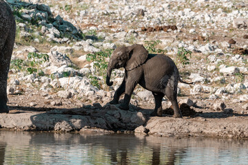 wild african elephant . safari botswana