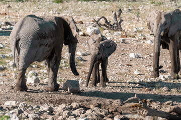 wild african elephant . safari botswana