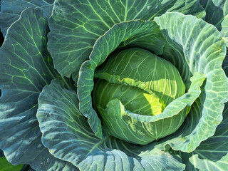 Fototapeta premium cabbage in the garden