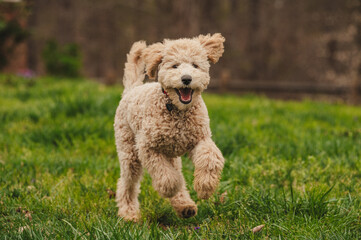 Poodle Puppy Running in a Field
