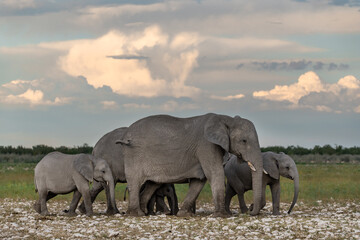 Fototapeta premium wild african elephant . safari botswana