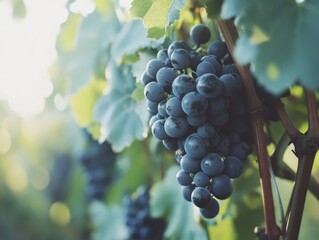 Vineyard Grapes Hanging
