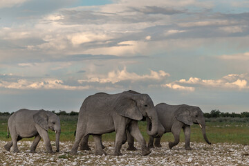 wild african elephant . safari botswana