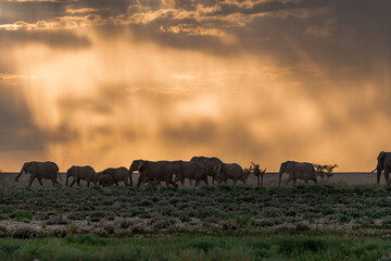 Majestic Bull Elephant in the Savannah Light – Animal of Africa