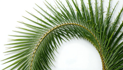 Top View of Palm Branch Forming a Spiral Shape, Minimal Design on White Background