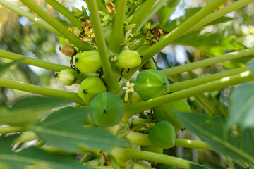 A green plant with green leaves and green fruit