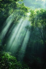 Fototapeta premium Sunlight through forest trees