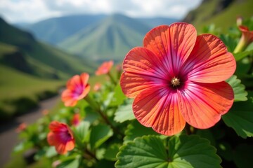 Macro close-up of morning glory flowers with vibrant colors and intricate details on the trail of Diana's Peak National Park on Saint Helena, South Atlantic Ocean,  flora, morning glory