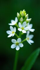 Macro of delicate white flowers cluster on dark green background in spring garden,  Sambucus nigra,  blossom