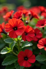 Red million bells, also known as Calibrachoa, blooming beautifully in a garden filled with vibrant red flowers,  summer,  nature