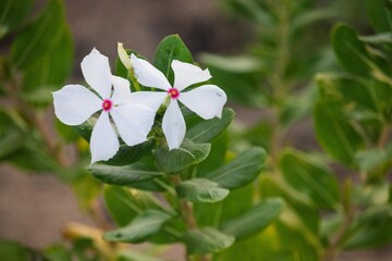 Pristine Radiance Amidst Nature’s Canvas