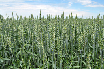 Green winter wheat grows in a summer field