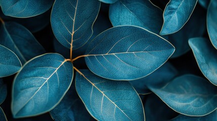 Obraz premium Deep teal leaves close-up