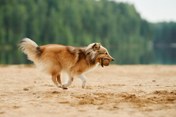 A Collie running energetically across a sandy beach with greenery in the background. The dynamic...