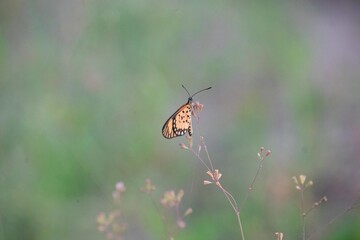 The Enchanting Story of a Butterfly in the Jungle's Embrace