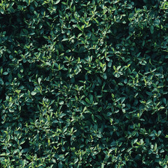 Seamless photo texture of dense green shrub foliage from above. Natural light and sharp details make it ideal for backgrounds, wallpapers, nature scenes, landscaping mockups and architectural renders