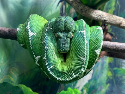 Vibrant green tree python coiled on a branch in a lush rainforest setting
